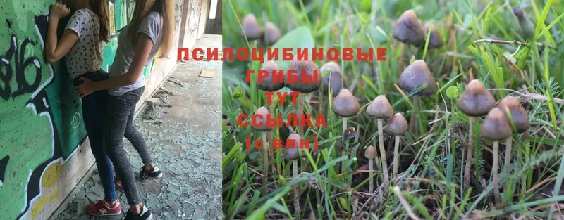 Галлюциногенные грибы MAGIC MUSHROOMS  Емва 